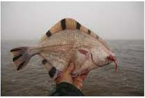 starry flounder